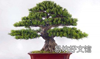 罗汉松弯曲方法 罗汉松拿弯多长时间能定型