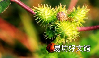苍耳子的功效有哪些 苍耳子有啥功效