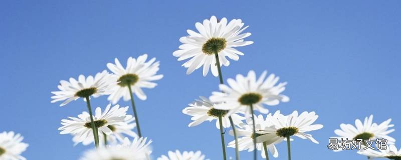 鲜花与牛粪的绝妙回答 鲜花插在牛粪这句话是表达什么