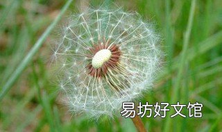 种子传播的方法有哪些 种子传播的方法有哪些种类