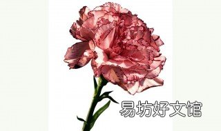 纸康乃馨花的做法 康乃馨纸藤花制作方法