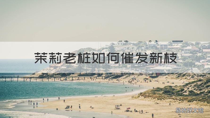 茉莉老桩如何催发新枝 茉莉老桩如何催发新枝皮蛋粥
