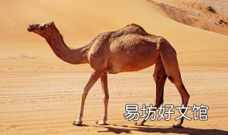 骆驼脚掌利于沙漠行走的特点 骆驼脚掌沙漠行走的特点