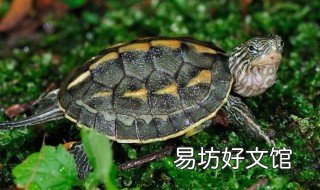 龟吃完就吐怎么回事 龟吃完就吐怎么回事啊
