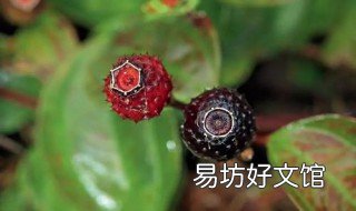 地菍的功效药用 地菍的药用价值