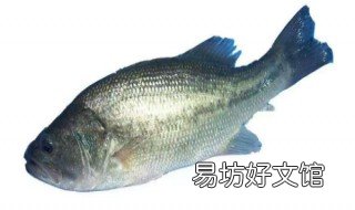 鲈鱼如何保存 鲈鱼如何保存新鲜