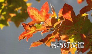 元宝枫叶子的药用和功效 元宝枫的药用价值和功效治哪些病