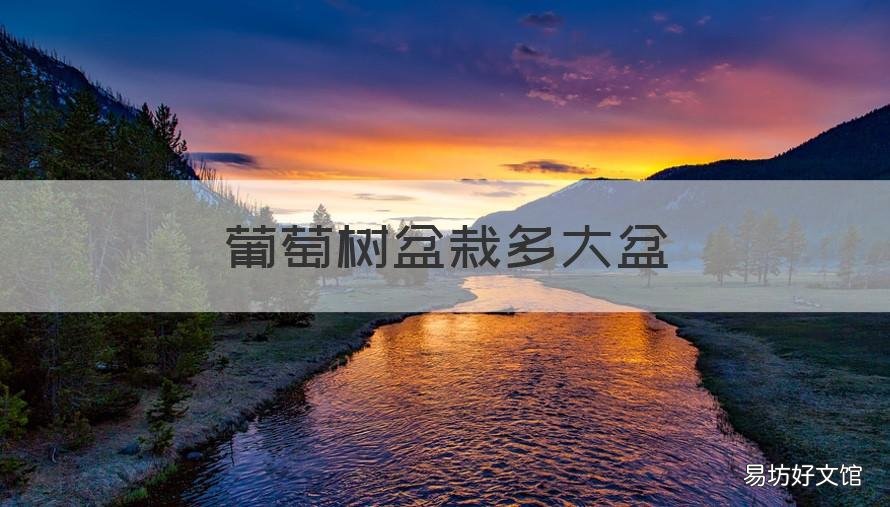葡萄树盆栽多大盆 葡萄树要多大盆