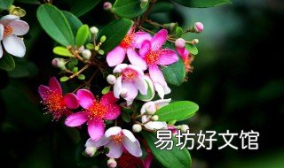 山稔子的功效与作用 山稔子的功效与作用百度
