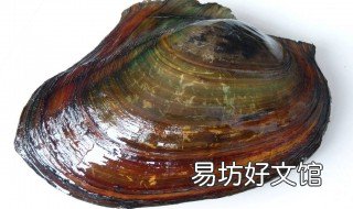河蚌的吃法 河蚌的吃法和做法视频