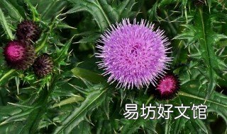 大蓟的功效与作用 红花大蓟的功效与作用