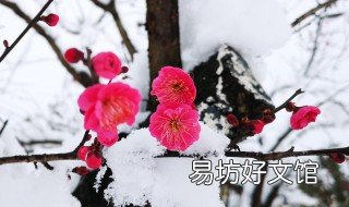 梅花的好处有哪些 梅花的好处有哪些写一段话