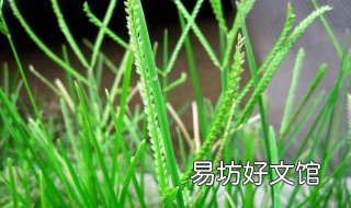 牛筋草喂鸡有什么功效 牛筋草喂鸡有什么功效和作用
