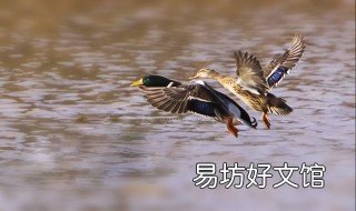孕妇可以吃野鸡野鸭吗 孕妇能吃野鸭吗