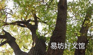 香樟树的功效与作用 香樟树的功效与作用禁忌