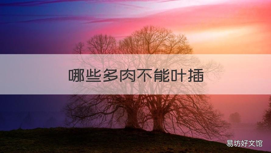 哪些多肉不能叶插 任何多肉都可以叶插吗