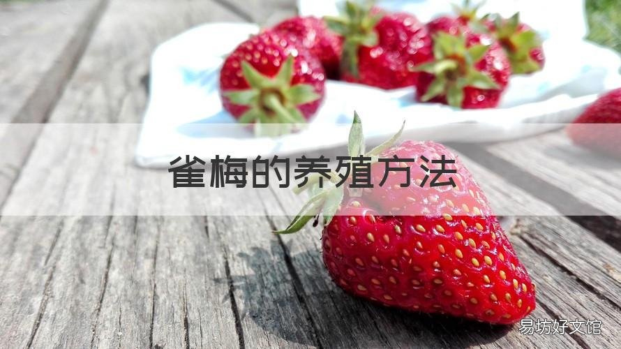 雀梅的养殖方法 盆栽雀梅的养殖方法