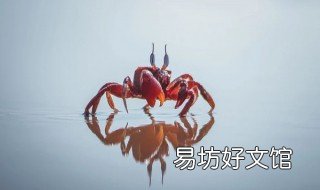 螃蟹买回家怎么存放保鲜 买回来的螃蟹如何存放