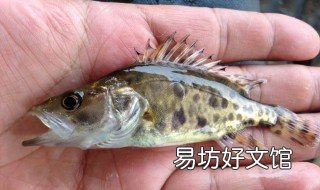 桂鱼怎么钓 桂鱼怎么钓 技巧