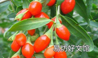 枸杞的属性是寒还是温 枸杞属性寒还是热