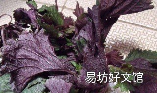 紫苏包怎么用 大闸蟹里的紫苏包怎么用