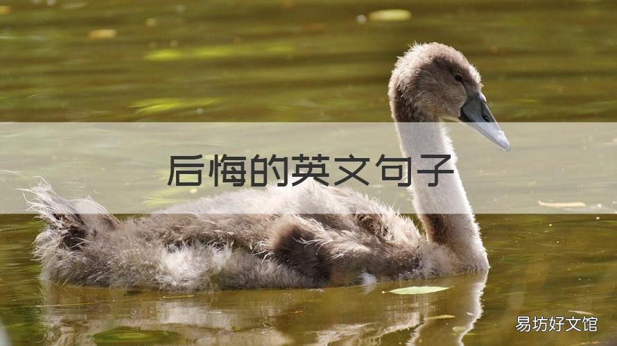 后悔的英文句子 不后悔的英文句子