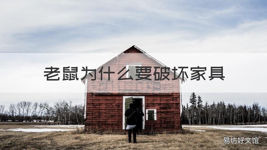 老鼠为什么要破坏家具 老鼠为什么要啃家具