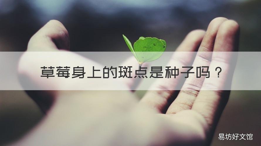 草莓身上的斑点是种子吗 草莓斑点病图片