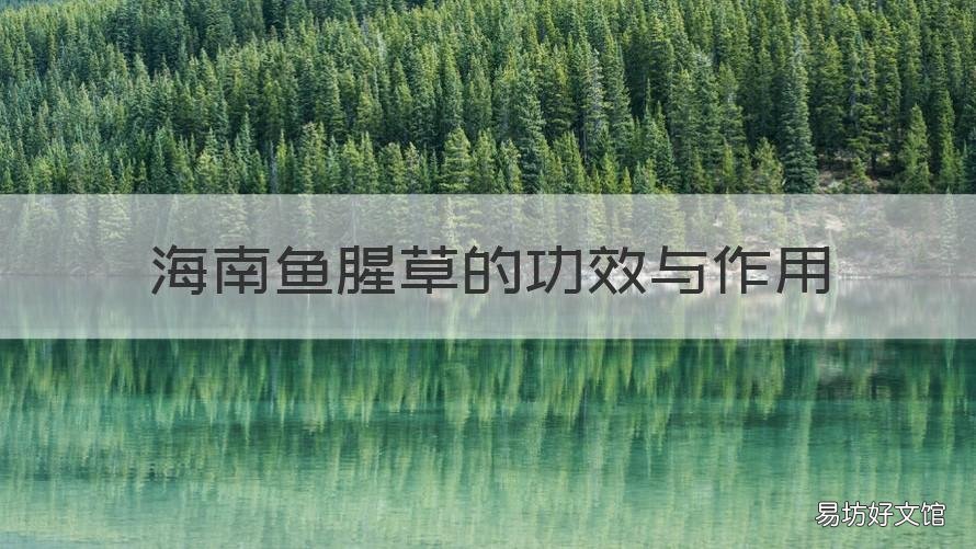 海南鱼腥草的功效与作用 鱼腥草有何功效?
