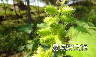 仓耳子的功效 酒精泡苍耳子的功效
