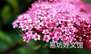 粉花绣线菊功效 粉叶绣线菊
