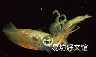 乌贼鱼做法 乌贼鱼的烹饪方法