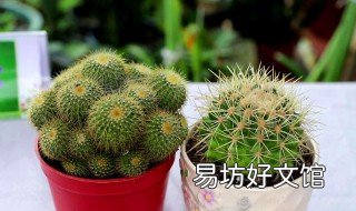 仙人球怎么浇营养 仙人球怎么浇营养液视频