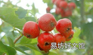 山里红怎样保存 山里红能冷冻保存吗