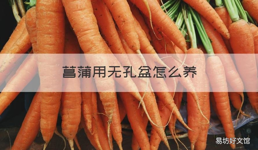 菖蒲用无孔盆怎么养 菖蒲盆景怎么养