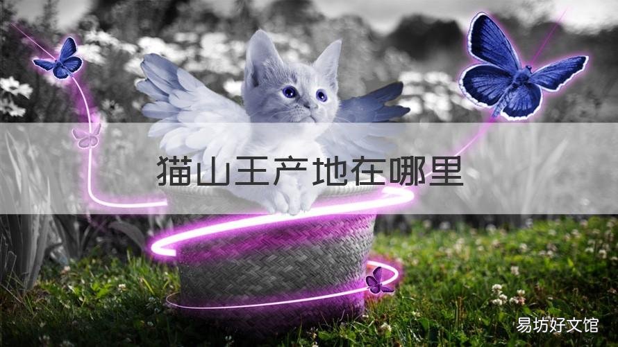 猫山王产地在哪里 猫山王是哪里的