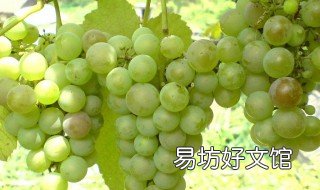 葡萄用盐水泡多长时间合适 葡萄用盐水泡多长时间可以吃