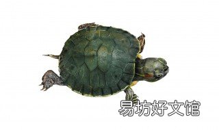 龟龟不吃东西怎么办 龟不怎么吃东西怎么办