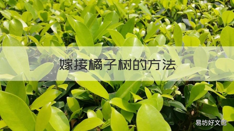 嫁接橘子树的方法 橘子树是用什么树嫁接的