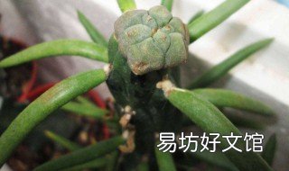 叶仙上什么肥长的快 叶仙怎么长的快