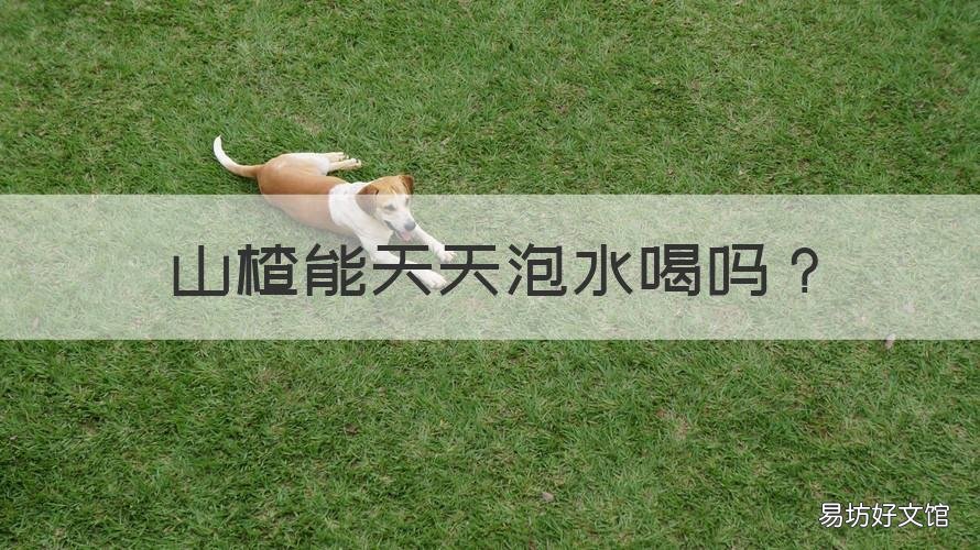 山楂能天天泡水喝吗 可以天天喝山楂泡水喝吗