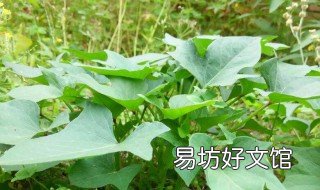 风车叶子是山药的叶子吗 山药是什么叶子