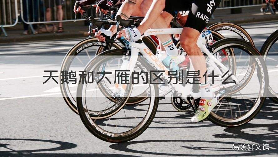 天鹅和大雁的区别是什么 鸿雁大雁天鹅的区别