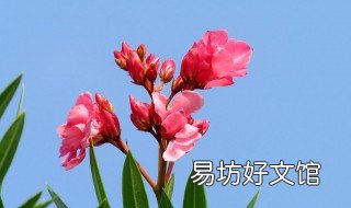 夹竹桃花泡酒有什么功效 白夹竹桃花泡酒功效