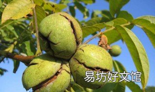青核桃的外皮怎样去除 核桃怎么去除青皮