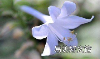 玉簪花的养殖方法和注意事项 玉簪花盆栽怎么养