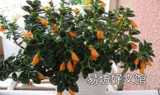 种金鱼吊兰怎么爆盆 种金鱼吊兰怎么爆盆快