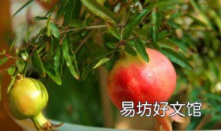 怎么描写石榴树 怎么描写石榴树的树样子