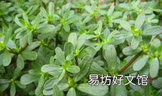 治疗血糖的植物 降血糖的植物