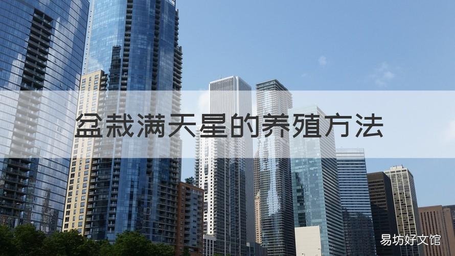 盆栽满天星的养殖方法 满天星盆栽怎么养